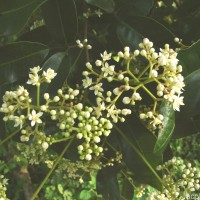 Walsura trifoliolata